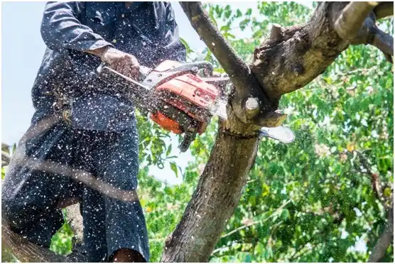 tree services Sugar Land